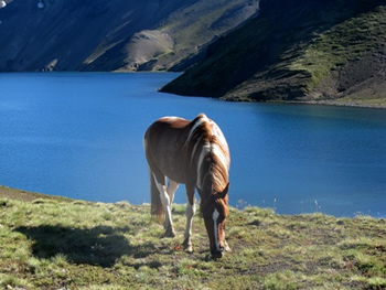 Reiten in de Anden, Chile und Argentinien, Die Pferde von Antilco: 38